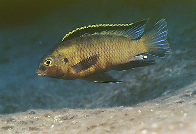 Tropheops sp. 'orange chest' Zimbawe Rock